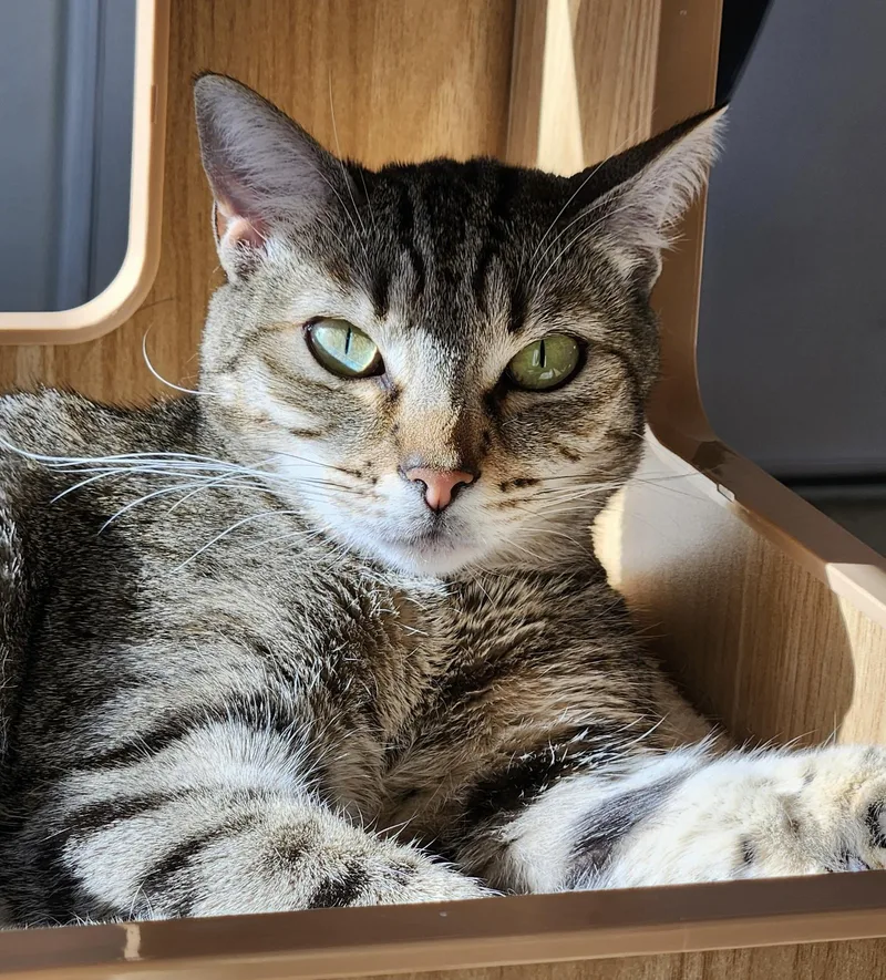 Chatty Gracie thumbnail 2