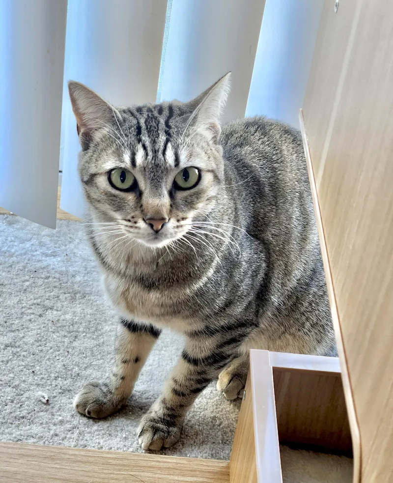 Chatty Gracie thumbnail 3