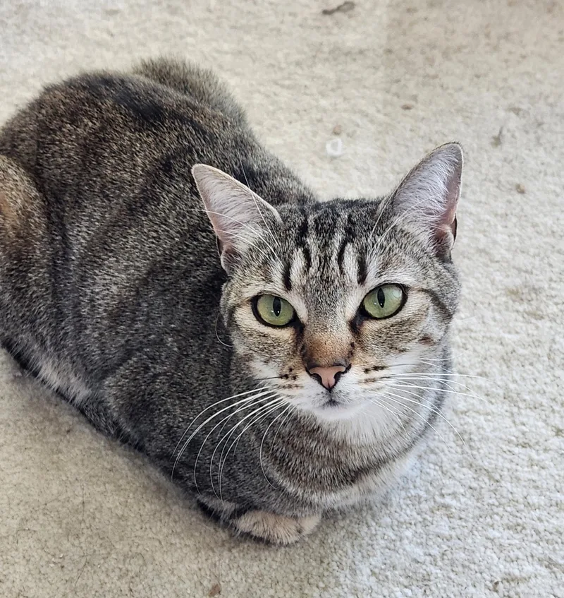 Chatty Gracie thumbnail 4