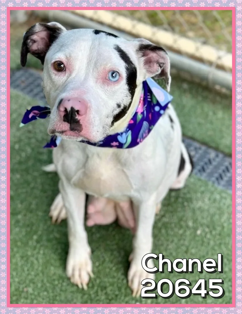 An adult medium-sized female Harlequin Terrier dog named Chanel for adoption in Marietta, GA
