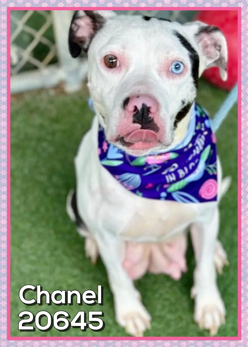 Chanel thumbnail 3