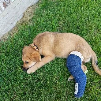 A baby medium-sized female Yellow / Tan / Blond / Fawn Golden Retriever dog named Popsicle for adoption in Madison, WI