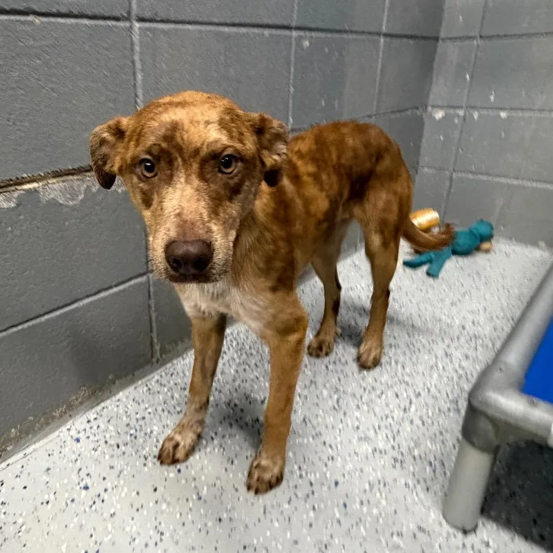 A baby medium-sized female Brown / Chocolate Labrador Retriever dog named Sugar Snap for adoption in Huntsville, AL