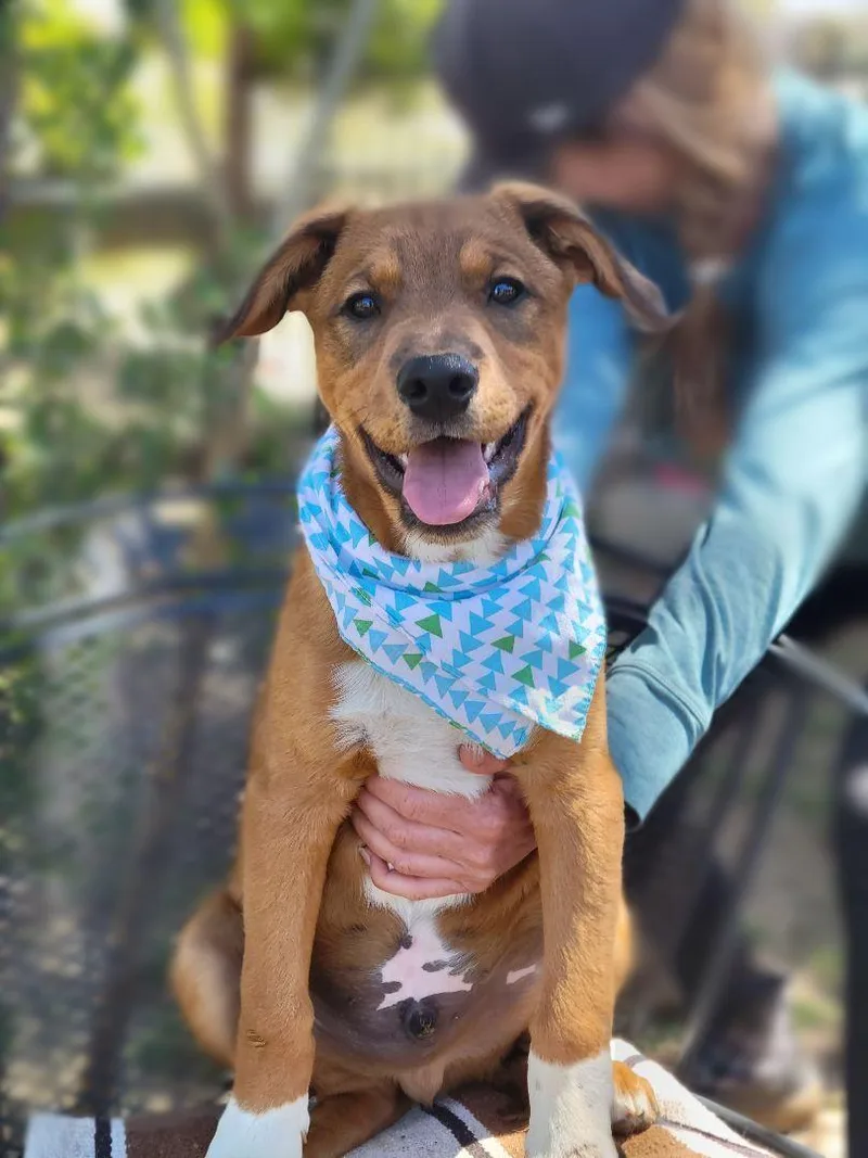 An adult large-sized male Australian Cattle Dog / Blue Heeler dog named Hanzo for adoption in Anza, CA