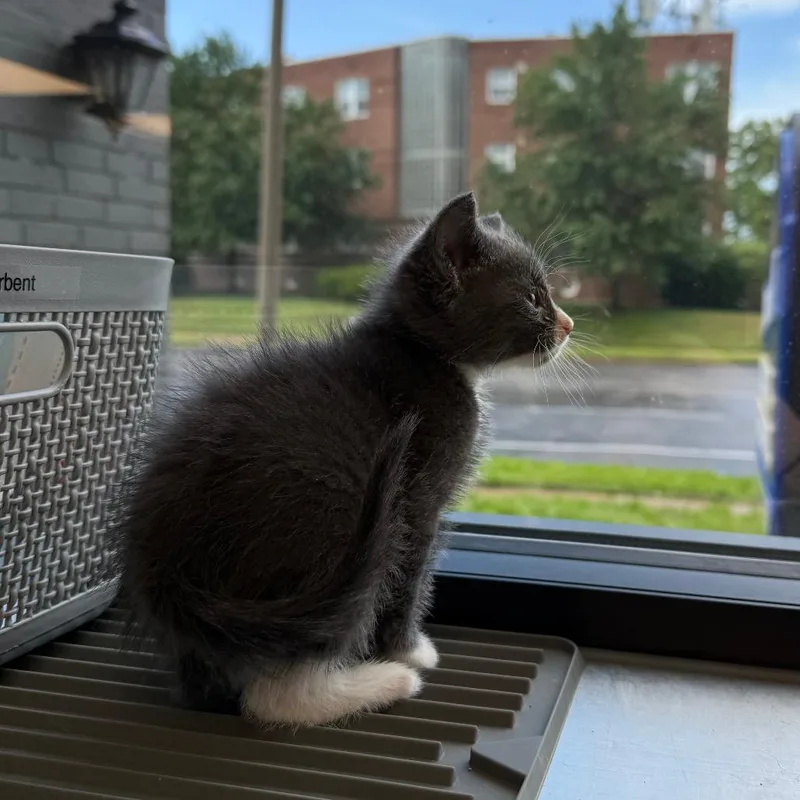 A baby small-sized male Gray / Blue / Silver Domestic Short Hair cat named Ghost for adoption in St. Louis, MO