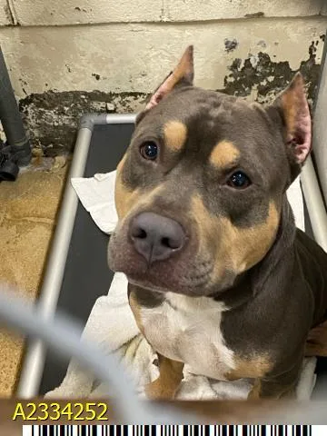 A young large-sized male Mixed Breed dog named Axel for adoption in West Palm Beach, FL
