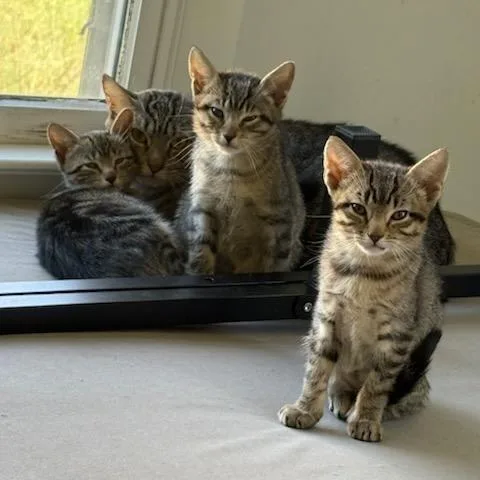 A baby small-sized female Brown / Chocolate Domestic Short Hair cat named Papaya for adoption in Danbury, CT