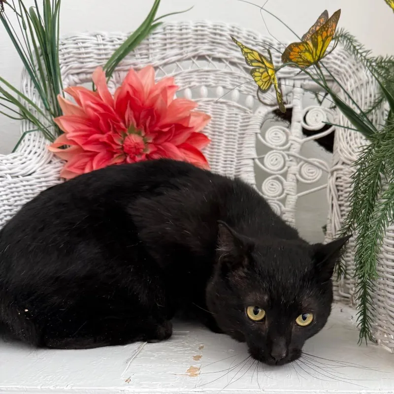 An adult medium-sized male Black Domestic Short Hair cat named Benson Dubois for adoption in Eaton Rapids, MI