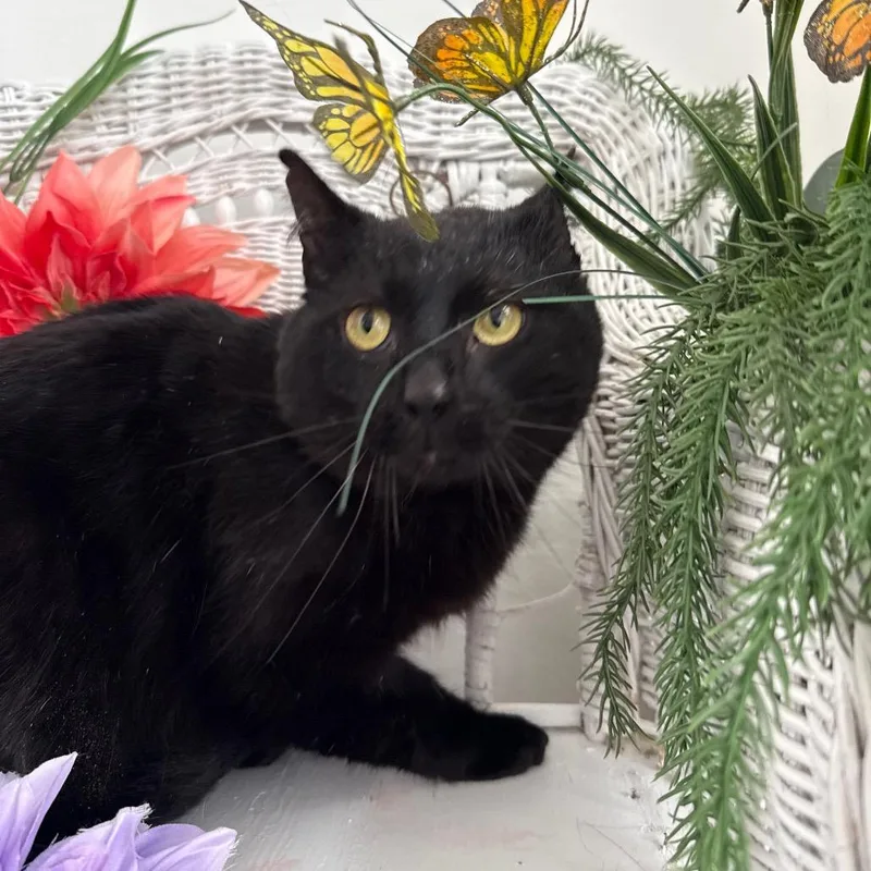 Benson Dubois thumbnail 2