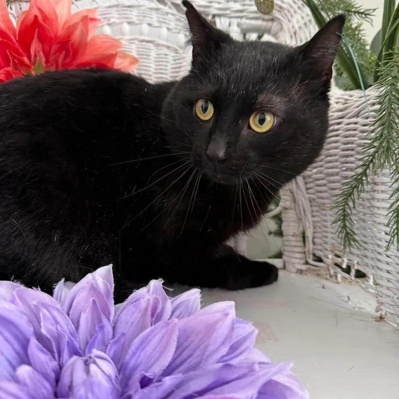 Benson Dubois thumbnail 3