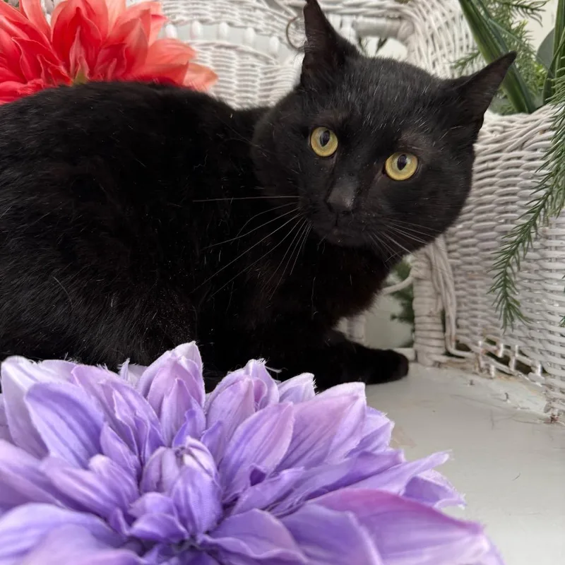 Benson Dubois thumbnail 4