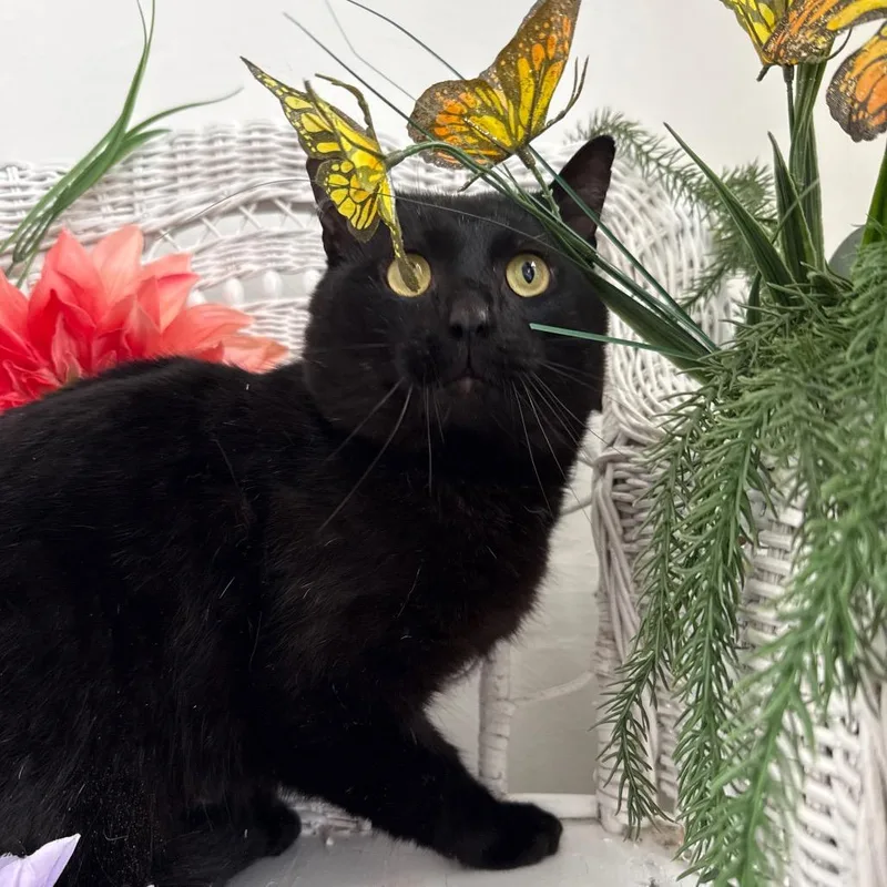 Benson Dubois thumbnail 5