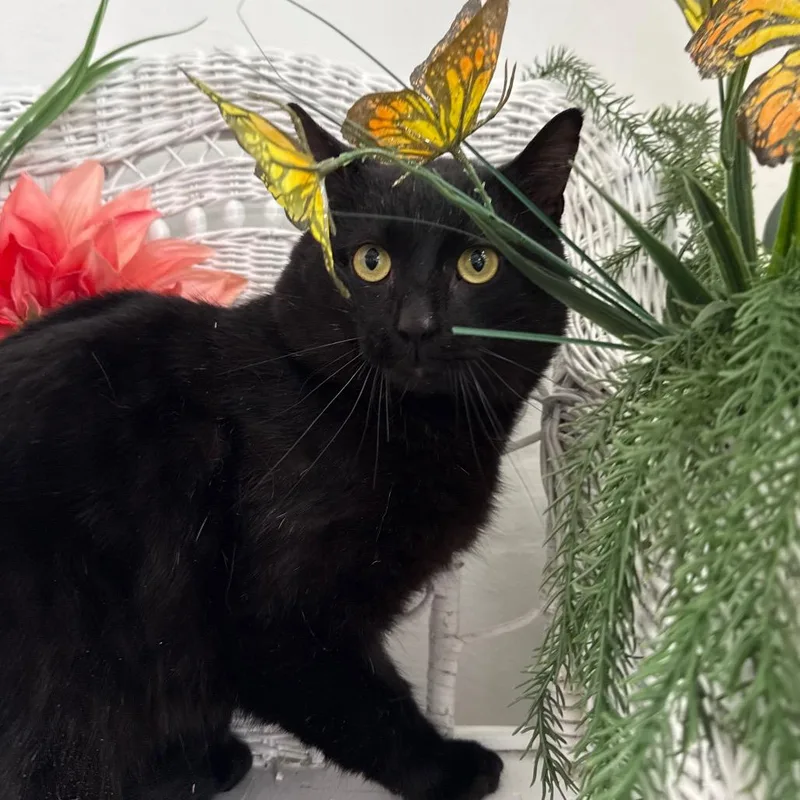 Benson Dubois thumbnail 6