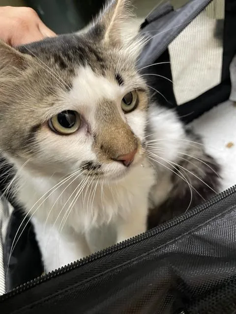 A young medium-sized male Domestic Short Hair cat named Asher A for adoption in Plano, TX