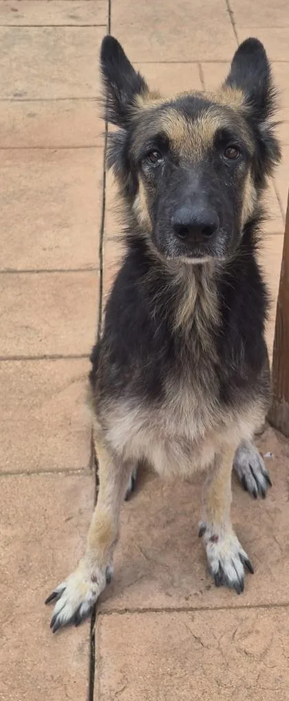 An adult large-sized female German Shepherd Dog dog named Blanche for adoption in Shreveport, LA