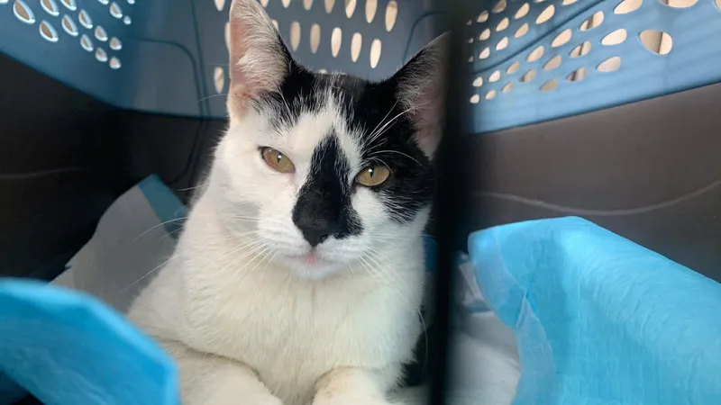 A young medium-sized male Domestic Short Hair cat named Ozzy for adoption in Newark, NJ