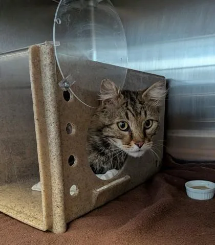 An adult medium-sized male Domestic Long Hair cat named Patches for adoption in Missoula, MT