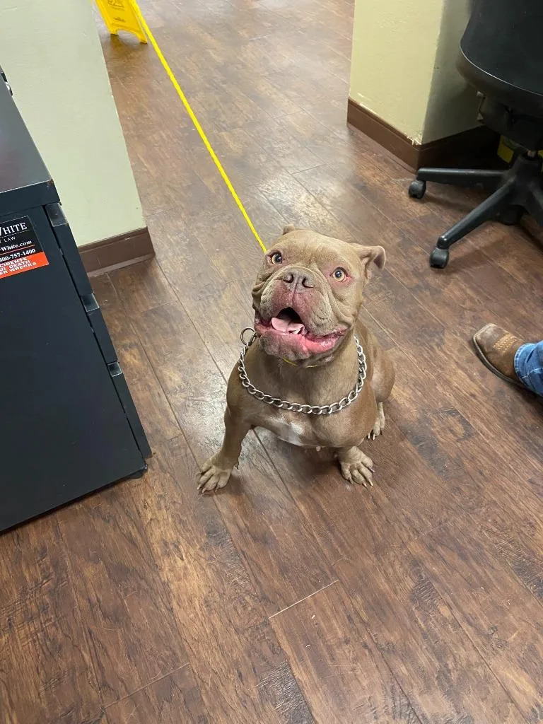 A young medium-sized female English Bulldog dog named Dog Kennel  Neka for adoption in Greenville, TX