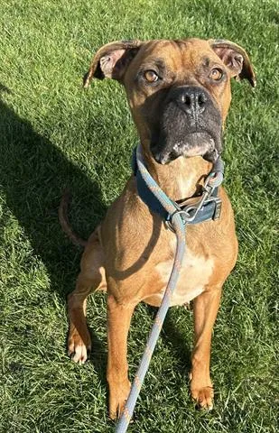 An adult medium-sized male Boxer dog named Toffee for adoption in Dayton, OH