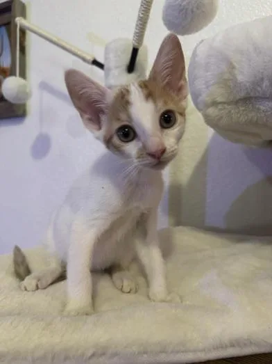 A baby small-sized female Orange & White Domestic Short Hair cat named Ginny for adoption in Liverpool, TX