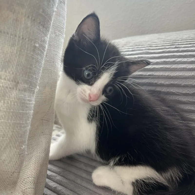 A baby medium-sized male Black & White / Tuxedo Tuxedo cat named Tuna for adoption in Tampa, FL