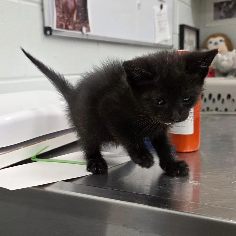 A baby small-sized male Black Domestic Short Hair cat named Curry for adoption in Chattanooga, TN