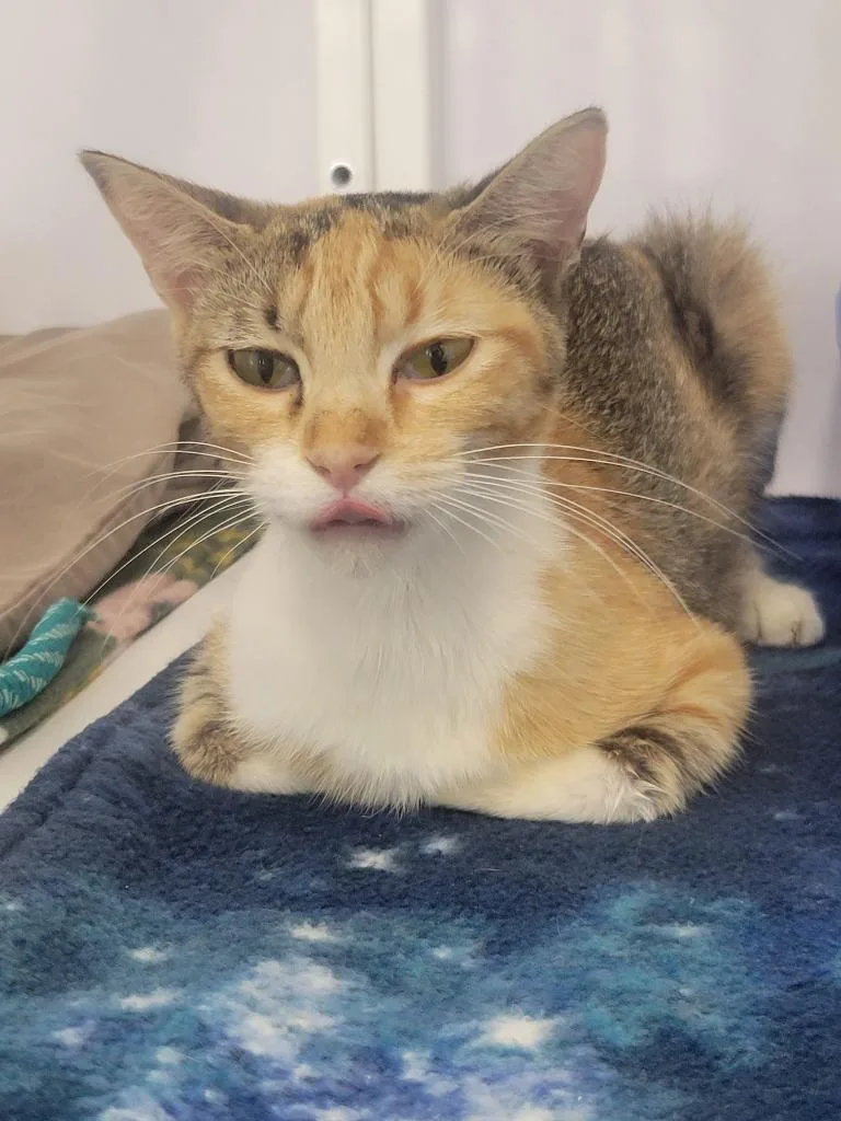 A baby medium-sized female Domestic Short Hair cat named Sugar for adoption in Peoria, AZ