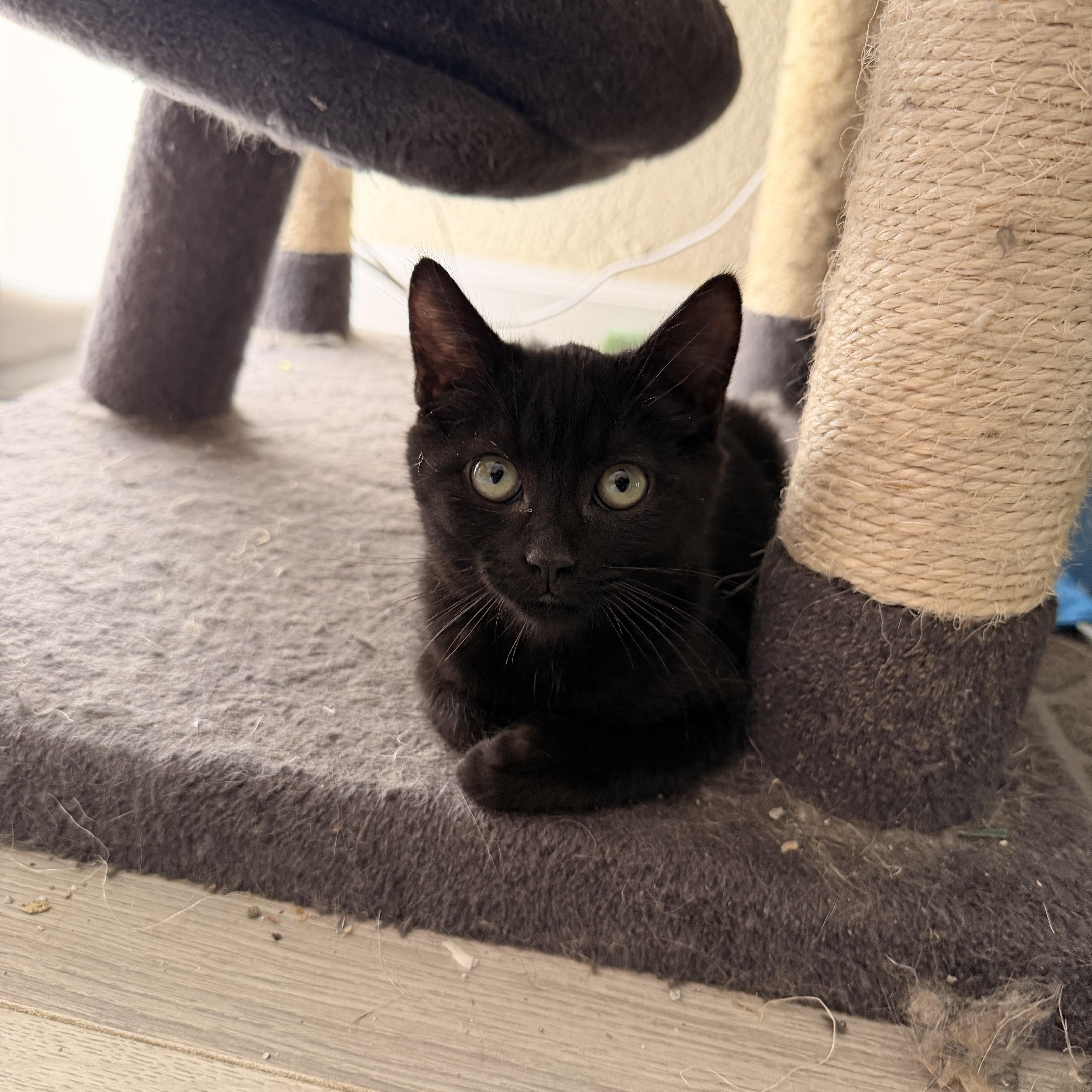 A baby medium-sized female Domestic Short Hair cat named Beacon for adoption in Davis, CA