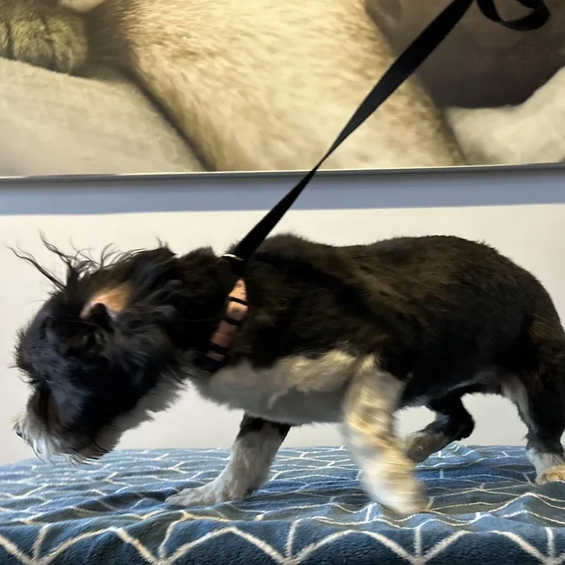 An adult small-sized female Black Lhasa Apso dog named Ivhsstray for adoption in San Gabriel, CA