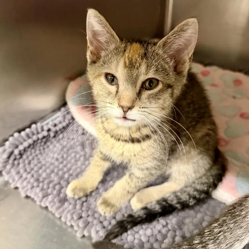 A baby small-sized female Brown / Chocolate Domestic Short Hair cat named Scarlet for adoption in Middleburg Heights , OH