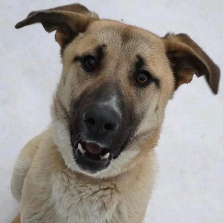 An adult large-sized male Shepherd dog named Sampson for adoption in Toledo, OH