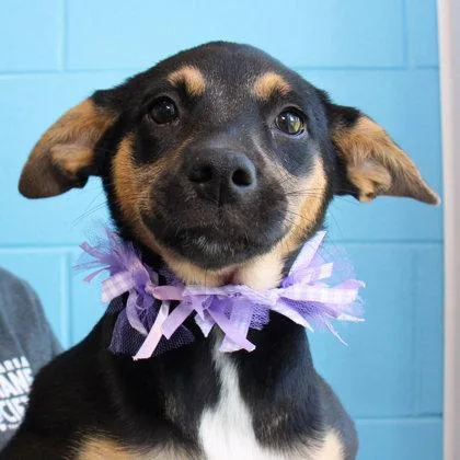 A young medium-sized female Black Mixed Breed dog named Dooziedug for adoption in Lansing, MI