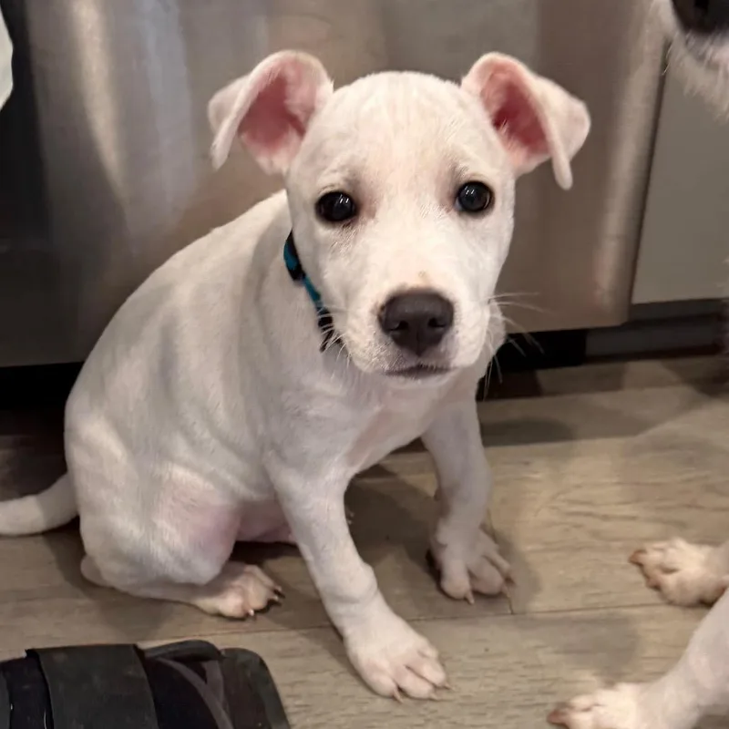 A baby small-sized male White / Cream Mixed Breed dog named Johnny for adoption in Southside, TN