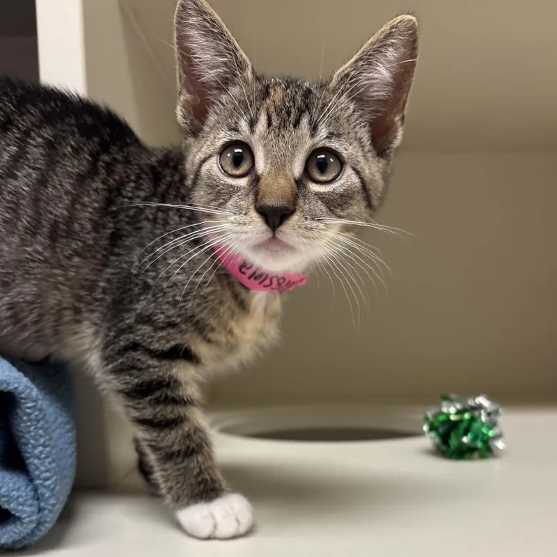 A baby small-sized female Brown / Chocolate Domestic Short Hair cat named Dot for adoption in Fairport, NY