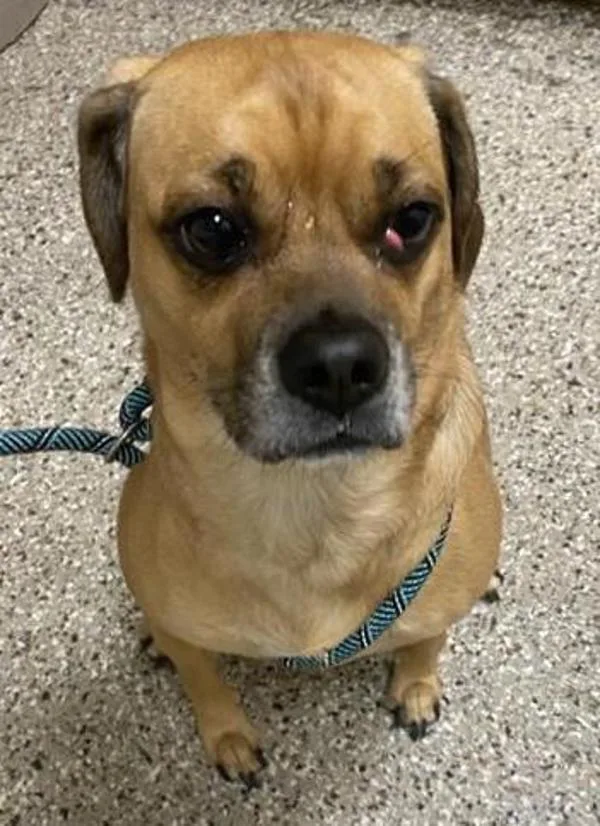 An adult small-sized female Pug dog named Toga for adoption in Vancouver, WA