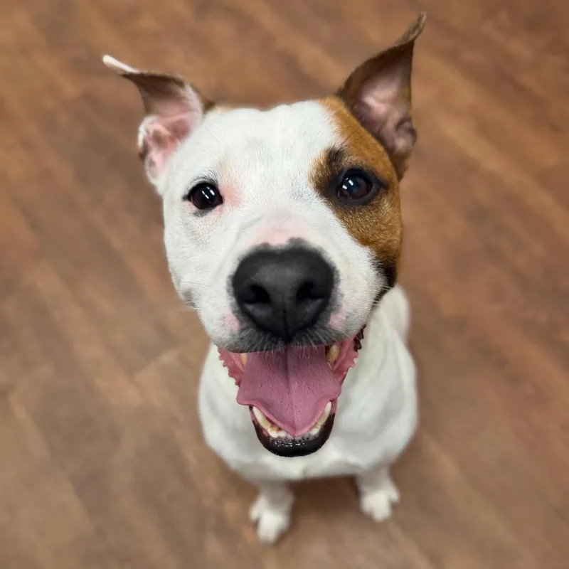 An adult medium-sized male White / Cream Mixed Breed dog named Jackson for adoption in Milton, FL
