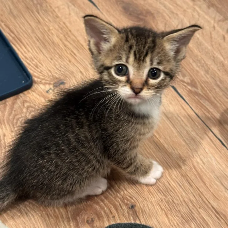 A baby medium-sized male Brown / Chocolate Domestic Short Hair cat named Lachlan for adoption in Moriches, NY