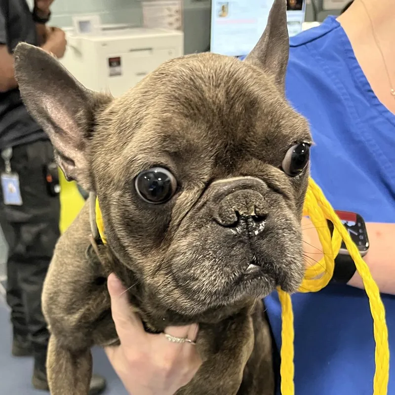 An adult small-sized male Gray / Blue / Silver French Bulldog dog named Fabian for adoption in Greensboro, NC