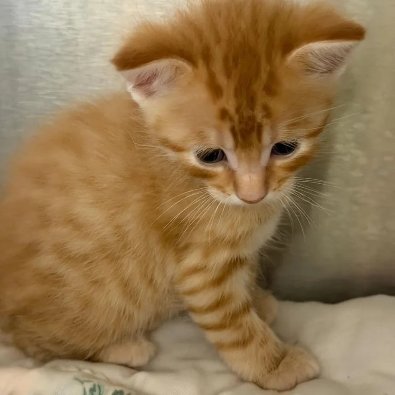 A baby small-sized male Orange / Red Domestic Short Hair cat named Bond for adoption in Kingman, KS