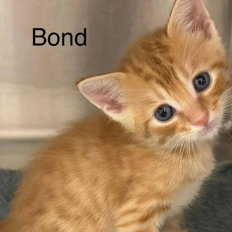Bond thumbnail 3