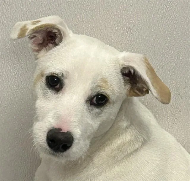Milo