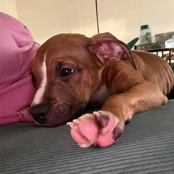 A baby small-sized male Red / Chestnut / Orange Pit Bull Terrier dog named Coco Puff for adoption in Baltimore, MD