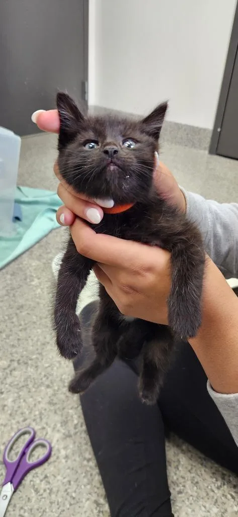 A baby small-sized male American Shorthair cat named Nightrider for adoption in Van Wert, OH