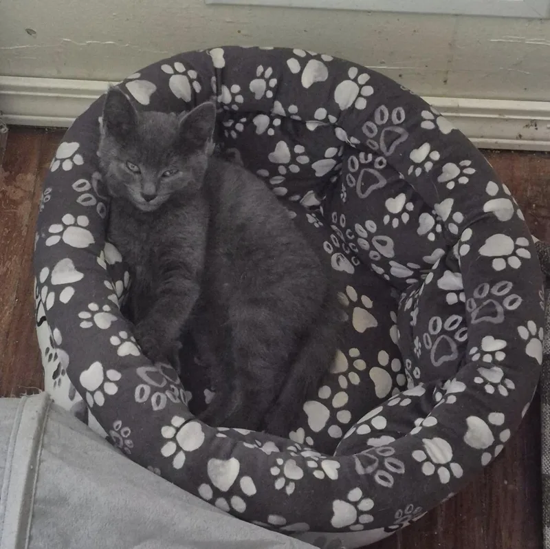 A baby medium-sized male Domestic Short Hair cat named River for adoption in Rochester, NY