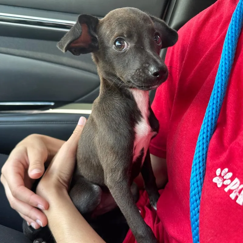 A baby small-sized female Black Chihuahua dog named Puppy Pickles for adoption in Miami, FL