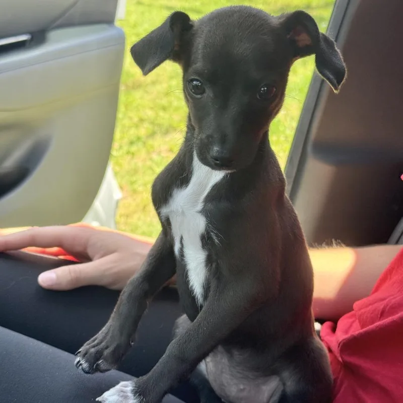 Puppy Pickles thumbnail 2