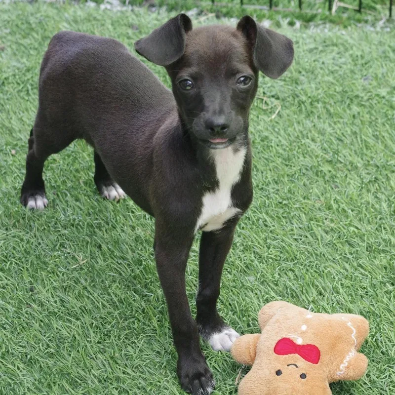 Puppy Pickles thumbnail 3