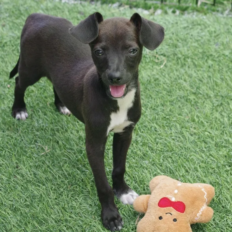 Puppy Pickles thumbnail 4