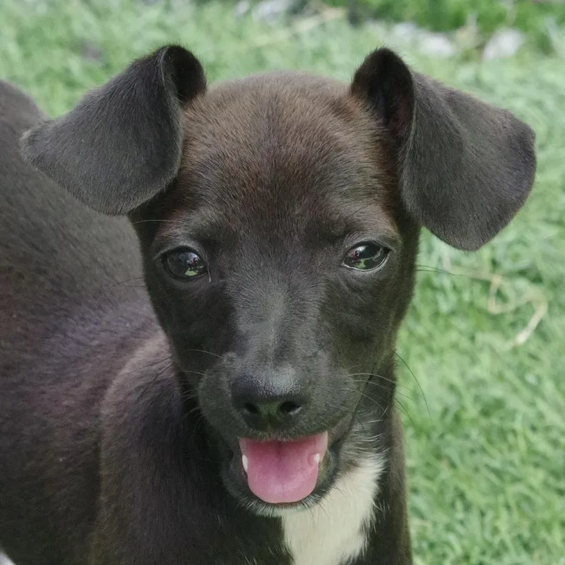 Puppy Pickles thumbnail 5