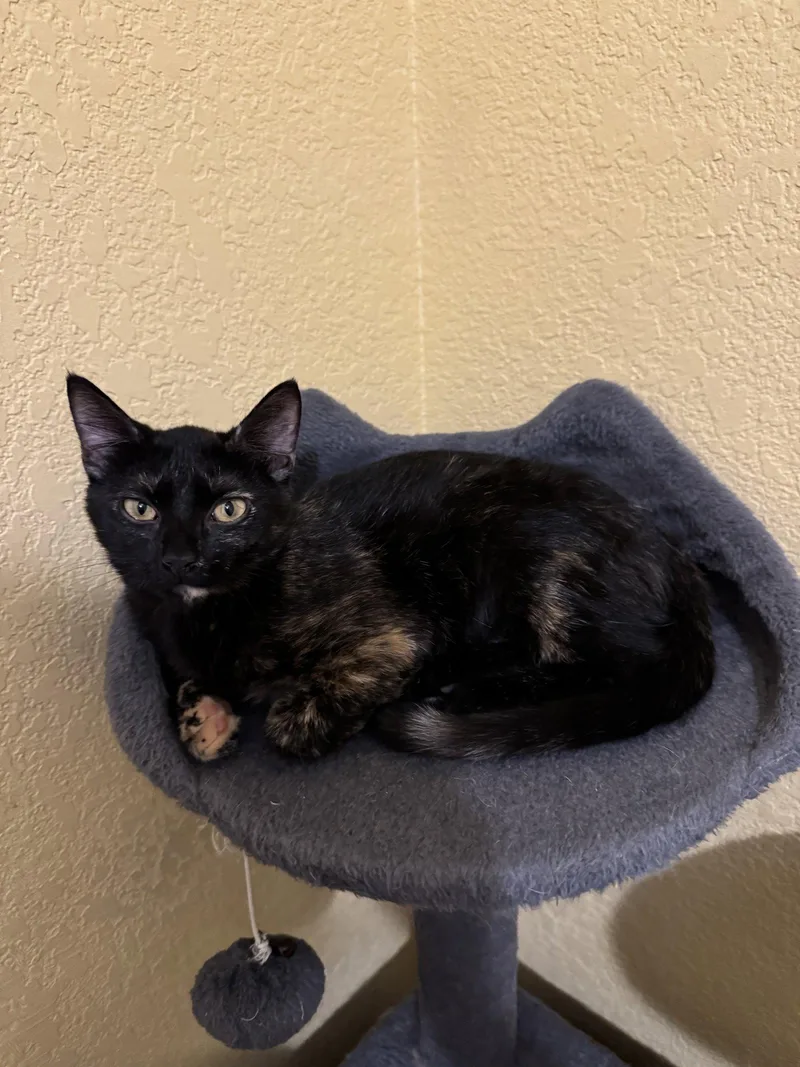 A baby small-sized female Domestic Short Hair cat named Dawn for adoption in Arlington, TX